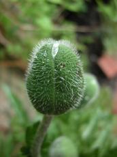 poppy flower plant