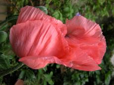 nature, plants, flower, poppy, pink, red