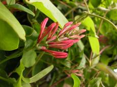 nature plants flower red flowers green