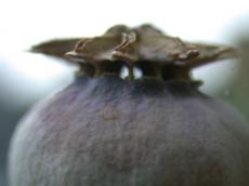 nature plants poppy macro pagode