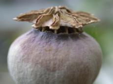nature plants temple poppy seed seedbox macro sphere