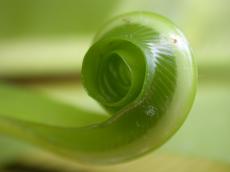 plant curled up rolled concentric green leaf carnivore