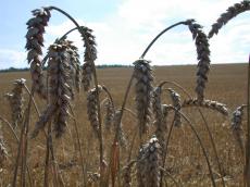 nature plants crop grain wheet harvest