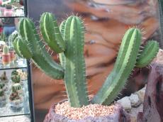 small houseplant miniature cactus green spike spikes prickly sharo needles desert plant