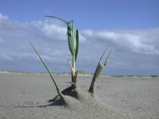 nature plants beach texel dehors sandreed marram marramgrass