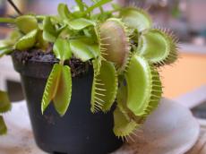 venus flytrap plant pot plant