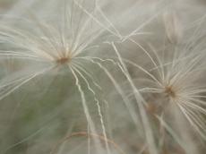 plants dry fluffy white thread threads blossom