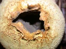 nature plants mushroom macro sphere fungus