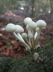 toadstool mushroom mushrooms toadstools white alien outerspace