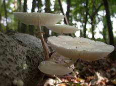 nature plants mushroom mushrooms forrest fall macro