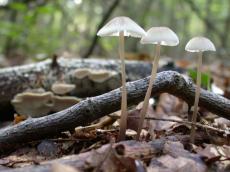 nature plants mushroom fall forrest
