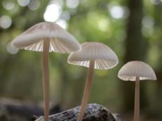 nature plants mushroom mushrooms macro fall