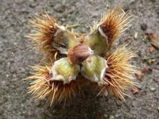 plant cactus prickly spiky thorn thorns