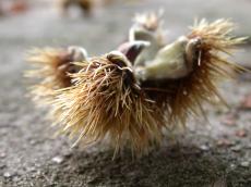 nature plants fruits food chessnut sweet sweetchessnut spike spikes shell fall macro