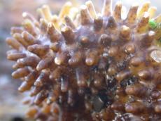 nature plants seaweed weed waterplants pins pin knob knobs