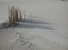 sand dune beach helm grass 