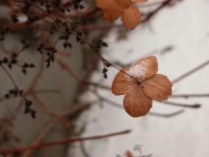 winter flower leaf leafs snow nature plants dried