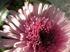 marguerite flower pink big large leaf closeup