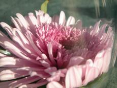 huge big pink flower petal petals