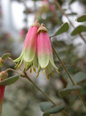 nature, plants, flower, pink, flowers
