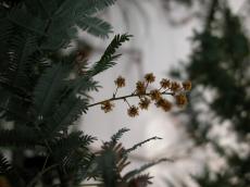 plant leaf leafs twig autumn grey