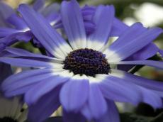 nature plants flower purple macro