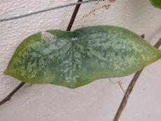 nature plants green leaf texture top vein