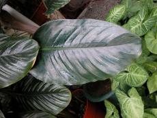 plant leaf leafs jungle tropical big green wet dew