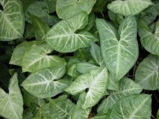leaf leafs blanket green