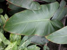 plant leaf big huge green nerve nerves different shapes sizes