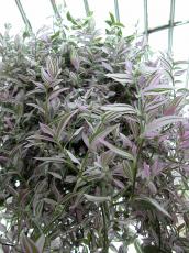 purple green plant long leafes hanging from ceiling