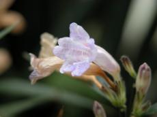 nature, plants, white, flower, macro