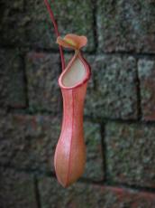 Fly trap plant bag pink