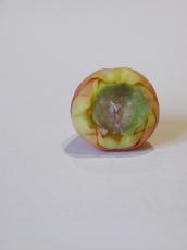 flower round circle leaf leafs petal petals apple green