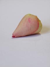 dried flower rose pink petals bud