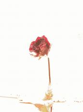 nature  plants   white  rose  dried  flower