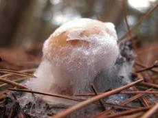 mushroom dew toadstool damp fungus fungi nature slime white undergrowth forest floor mildew
