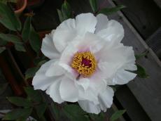 flower white bee leaf leafs yellow pestle stem paeonia