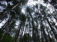nature trees ferntrees ferns fern tree forrest
