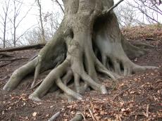 root roots nature trees forrest tree trunk