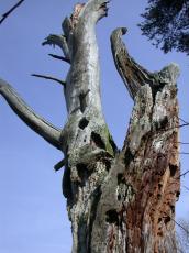 nature tree dead wood trunk treetrunk