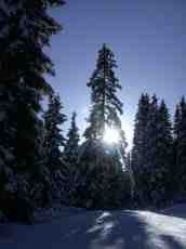 pines snow sky cold winter sun