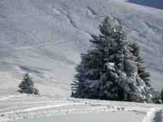 pines snow sky cold winter skiing people