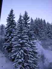 snow pines trees winter cold