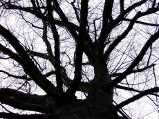 tree top silouette branches