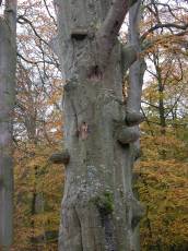 trunk bark atumn forest yellow