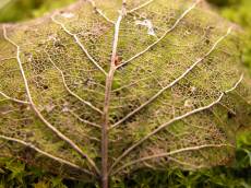 nature trees leaf fallen fall jannekesfavorite vein veins rotten macro