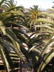 palm trees tropical sunny tree leaves