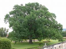nature trees oak tsjech garden krumlov