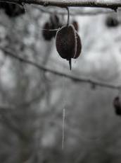 cold winter frozen nuts ;) twik tree ice nut
